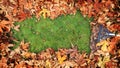 Fall Leaves being Raked from Grass 2 Royalty Free Stock Photo