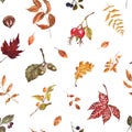 Fall leaves, berries, plants seamless pattern. Watercolor autumn botanical print Royalty Free Stock Photo