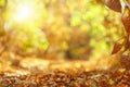 Autumn background.Fall leaves in blurred autumnal forest idyll. Autumn leaves on the sun