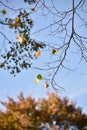 Fall leaves on branches with blue sky background in a park in Charlottenburg Berlin Germany