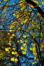 Fall Leaves Changing in Autumn