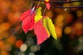 Fall Leaves Royalty Free Stock Photo