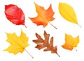 Fall Leaves Collection isolated . Autumn