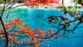 Fall leaves with lake in background