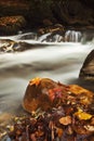 Fall leaves in the creek