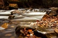 Fall leaves in the creek Royalty Free Stock Photo