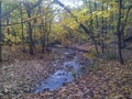 Fall leaves creek