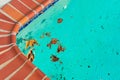 Fall leaves and debris floating on the surface of outdoor swimming pool water Royalty Free Stock Photo