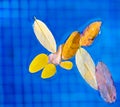 Fall leaves floating in swimming pool water Royalty Free Stock Photo