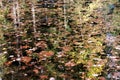 Fall leaves and foliage trees reflections over mountain lake water background Royalty Free Stock Photo