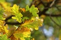 Fall leaves in forest