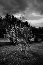 Fall of the leaves in a gloomy autumn day