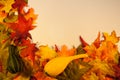 Fall Leaves with Gourds