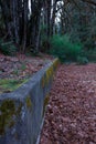 Mossy cement wall in fall Royalty Free Stock Photo