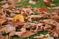 Fall leaves in the green grass in a park in Charlottenburg Berlin Germany