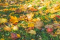 Fall leaves on the green grass under sunbeams. Fresh apples on grass. Harvest concept. Hello autumn. Colorful maple Royalty Free Stock Photo