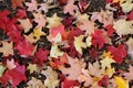 Fall leaves on the ground Royalty Free Stock Photo