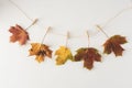 Fall leaves hanging on a clothesline isolated on white, copy space. Flat lay autumn background Royalty Free Stock Photo
