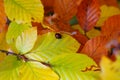 Shiny leaves in autumnal colors with Harlequin ladybug Royalty Free Stock Photo