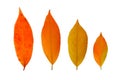 Fall leaves isolated Royalty Free Stock Photo