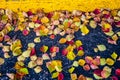 Fall Leaves laying on Asphalt next to parking curb Royalty Free Stock Photo