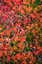 Fall Leaves Royalty Free Stock Photo