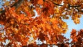 Fall leaves on a Maple tree with a blue sky