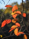 Fall leaves on a natural green background Royalty Free Stock Photo