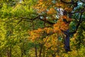 Fall leaves oak Royalty Free Stock Photo