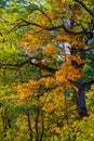 Fall leaves oak Royalty Free Stock Photo