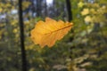 Fall leaves oak-tree Royalty Free Stock Photo