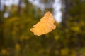 Fall leaves oak-tree Royalty Free Stock Photo