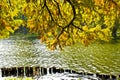 Fall leaves over water Royalty Free Stock Photo