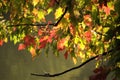 Fall leaves over water, Northern Illinois USA Royalty Free Stock Photo