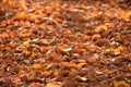 Fall leaves in a park in Charlottenburg Berlin Germany