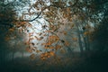 Fall leaves on a path against a beautiful atmospheric foggy woodland in the Forest of Dean edited similar to an Instagram filter