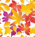 Fall leaves pattern Royalty Free Stock Photo