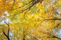 Fall Leaves at Pewits Nest, Baraboo, Wisconsin, USA Royalty Free Stock Photo