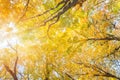 Fall Leaves at Pewits Nest, Baraboo, Wisconsin, USA Royalty Free Stock Photo