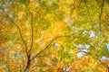 Fall Leaves at Pewits Nest, Baraboo, Wisconsin, USA Royalty Free Stock Photo