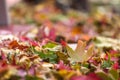Fall leaves in pile during Autumn. Selective focus with Royalty Free Stock Photo