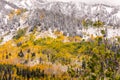 Fall Leaves Among the Pine Trees at Guardsman Pass Royalty Free Stock Photo