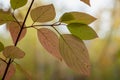 Fall Colors - Red Osier Dogwood Leaves Royalty Free Stock Photo