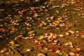 Fall Leaves Resting on Spring Pond Royalty Free Stock Photo