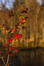 Fall leaves on the river