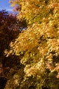 Fall Leaves in the Rocky Mountains above Provo, Utah Royalty Free Stock Photo