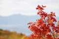 Fall Leaves in the Rocky Mountains above Provo, Utah Royalty Free Stock Photo