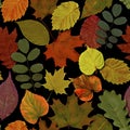 Fall leaves seamless pattern background. Autumn leaf colorful foliage Royalty Free Stock Photo