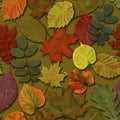 Fall leaves seamless pattern background. Autumn leaf colorful foliage Royalty Free Stock Photo