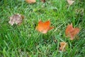 Fall Leaves Royalty Free Stock Photo